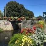 Beautiful colourful flowers in Pontivy
