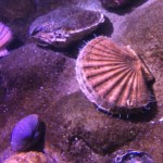 Bivalves