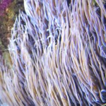 Waving anenomes