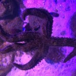 Starfish