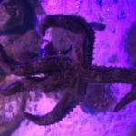Starfish
