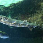 European sturgeon