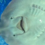 Ray Belly