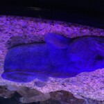 Atlantic wolffish