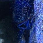 Blue European Lobster?