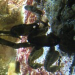 Seahorses