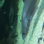 Shark?