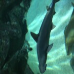Hammerhead shark?