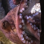 Octopus?
