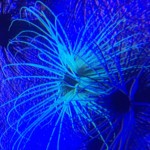 Bioluminescent animal