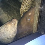 Eel and large fish
