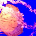 lions mane jellyfish