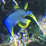 Caribbean fish?