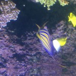 Stripy Caribbean fish?