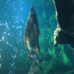 Tiger shark?