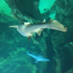 Nurse shark?