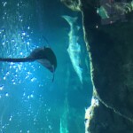 Shark tail?