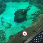 Bottom of the shark tank??????