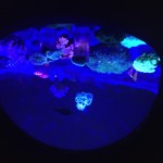 Bioluminescence tank