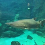 Tiger shark?