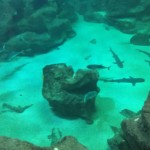 Bottom of the shark tank????