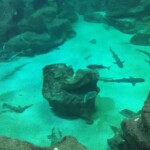 Bottom of the shark tank????