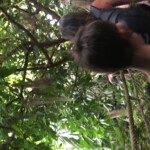 Mangroves???