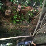 Mangrove wall???