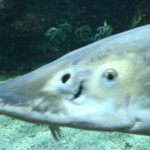 This is the head of the sturgeon.