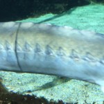 This is the side of the sturgeon.