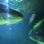 This a not very good picture of the grouper.