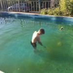 Pool getting greener but boys still got in!