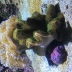 Anemone