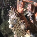 Large crab?
