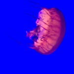 Lions Mane Jellyfish