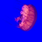 Lions Mane Jellyfish